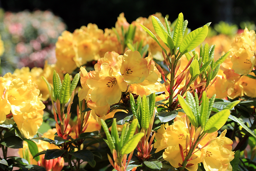 gelber_rhododendron