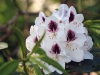 rhododendron10
