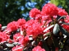 roter_rhododendron