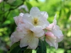 weißer-rhododendron2