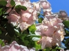 weißer_rhododendron