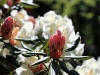 weier_rhododendron