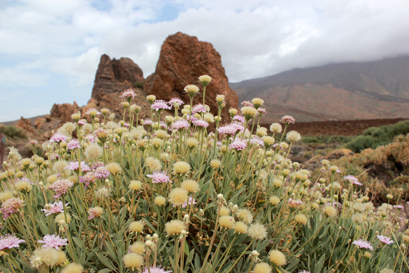 Blumen am Teide