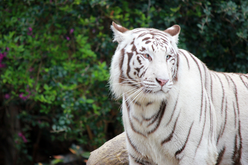 weißer Tiger im Loro Parque