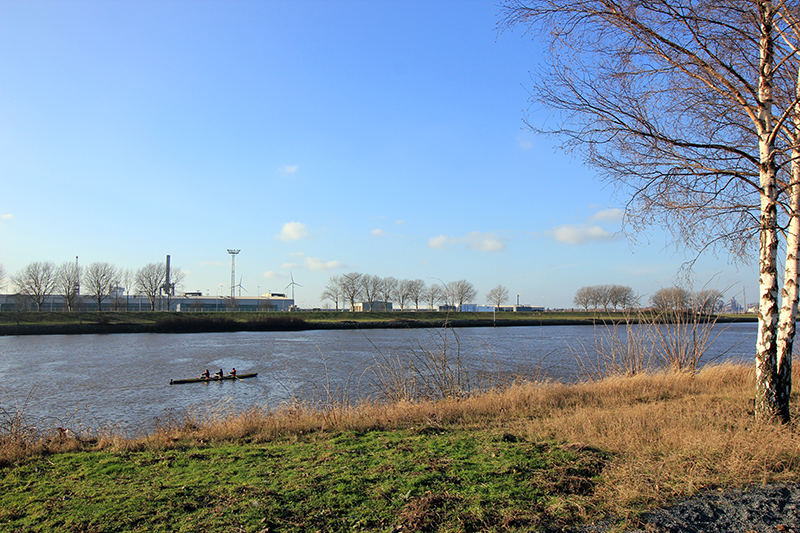 Ruderer auf der Weser
