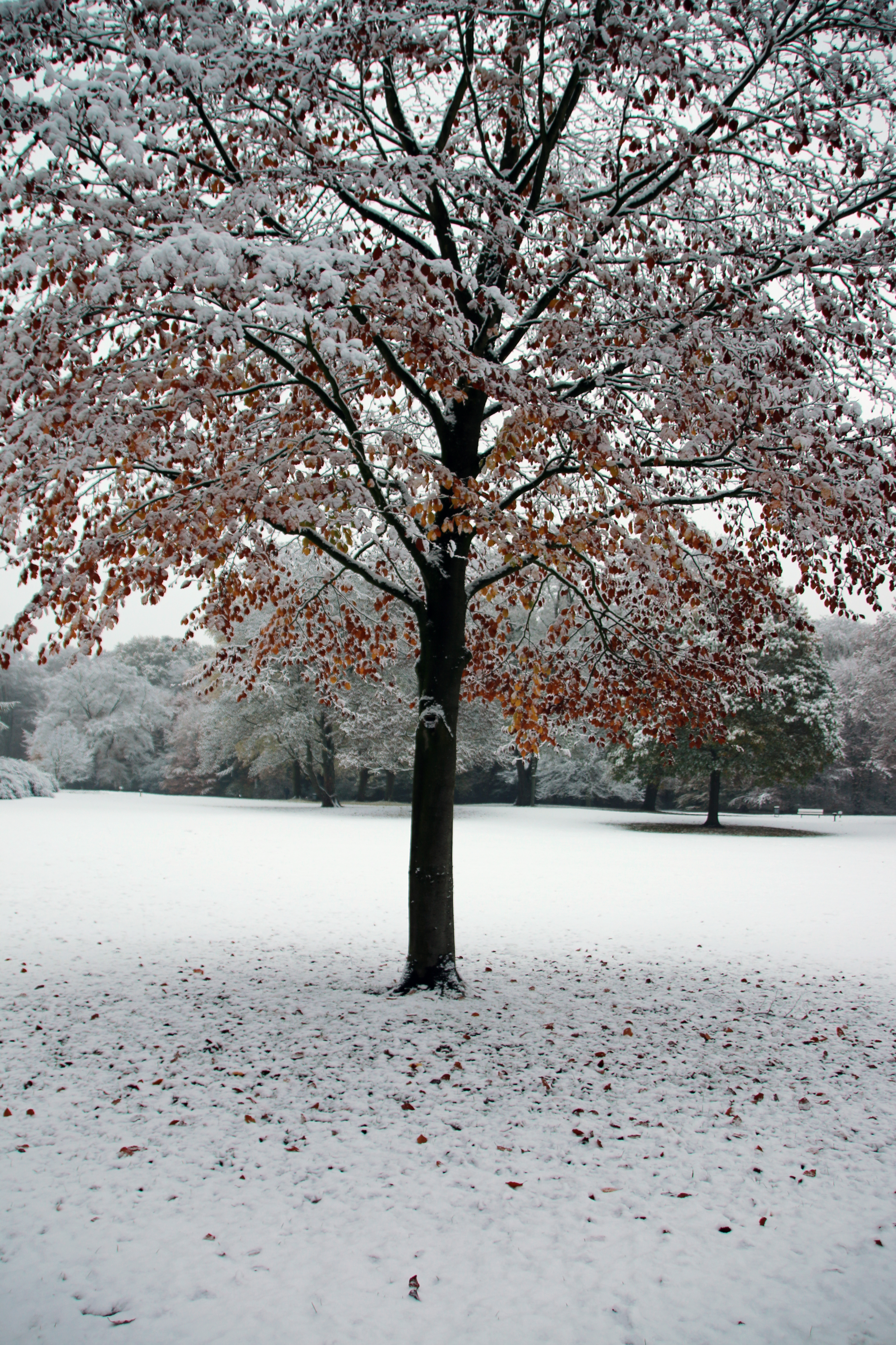 Schnee im Bürgerpark Bremen