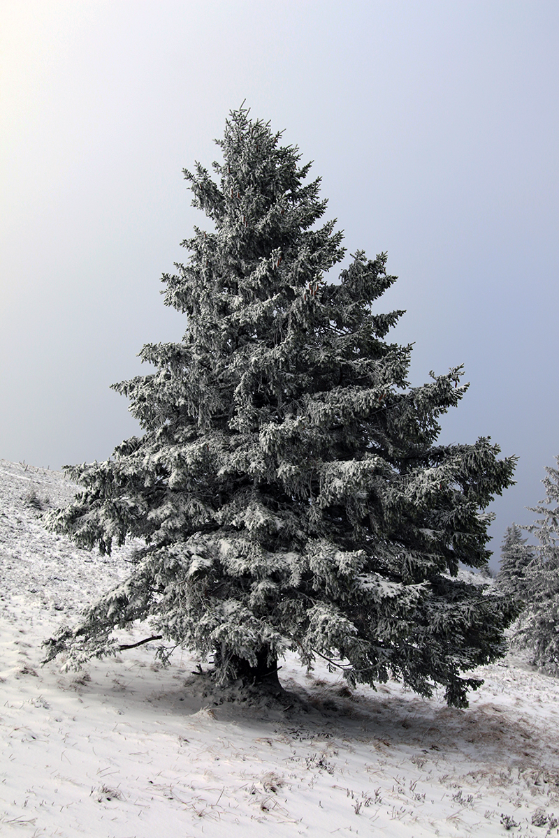 Ein Tannenbaum im Schnee