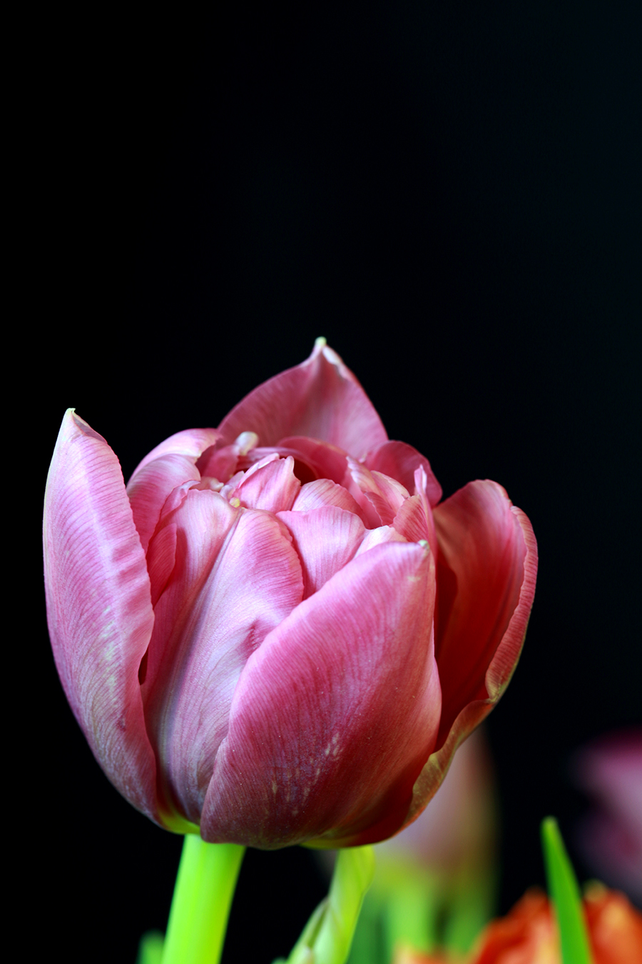 Tulpe, schwarzer Hintergrund