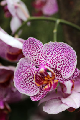 Orchidee Botanika Bremen