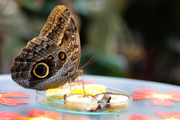 Schmetterling in der Botanika Bremen